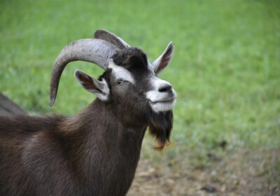 Goats are classed as livestock, so owners must comply with strict identification laws. Picture: RitaE from Pixabay