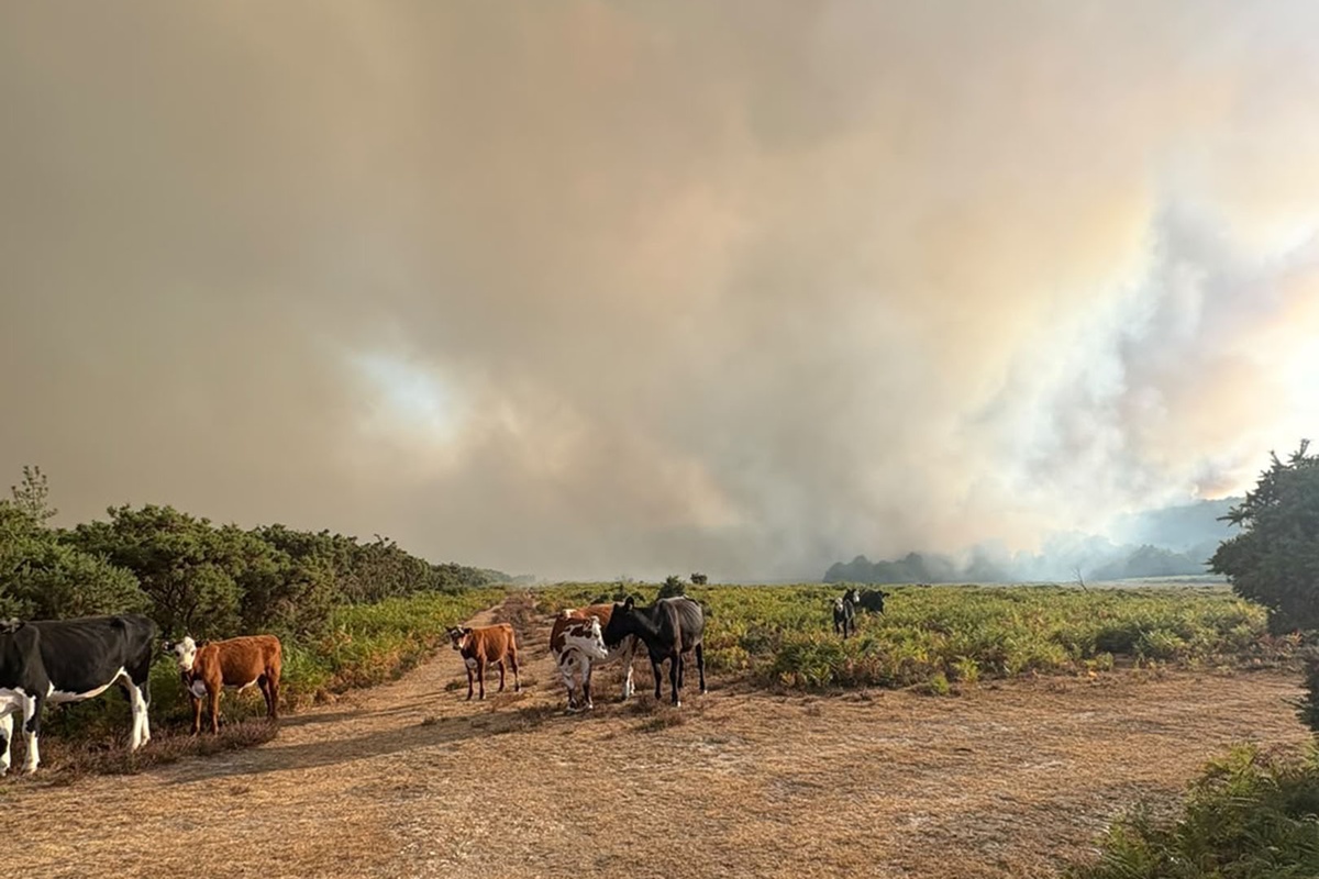 Forestry England have been supporting emergency services as the fire is estimated to have affected more than 100 hectares of The New Forest. Picture: Forestry England.