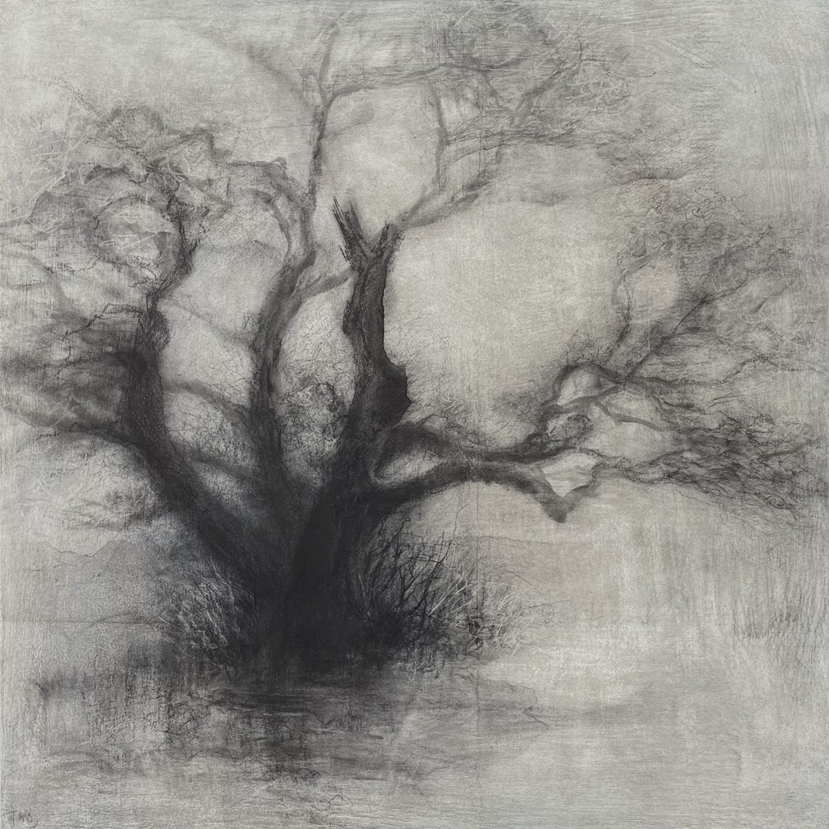 Seen in the Trees exhibition at Arundells features charcoal drawings by Tansy Lee Moir