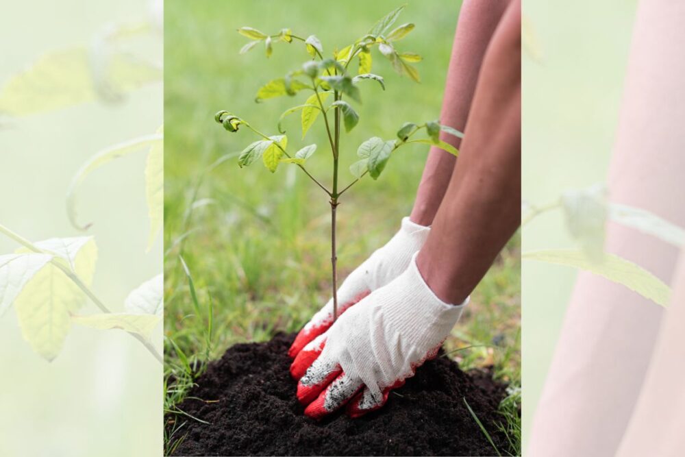 Person planting tree sapling