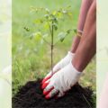 Person planting tree sapling