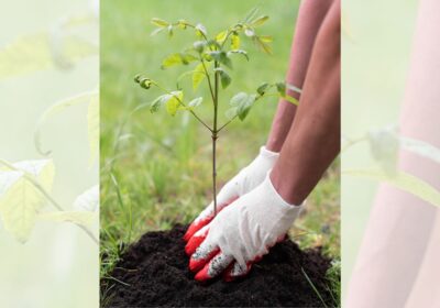 Person planting tree sapling