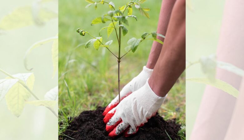 Person planting tree sapling