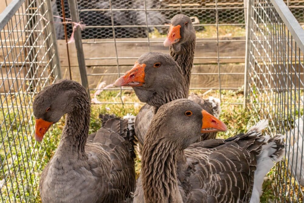 The Grimsdyke Goose Fair raised £16,000 for the Salisbury Hospice Charity. Picture: Keiron Yeo