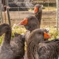 The Grimsdyke Goose Fair raised £16,000 for the Salisbury Hospice Charity. Picture: Keiron Yeo