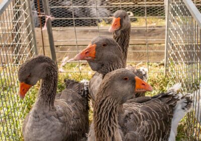 The Grimsdyke Goose Fair raised £16,000 for the Salisbury Hospice Charity. Picture: Keiron Yeo
