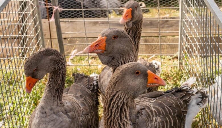 The Grimsdyke Goose Fair raised £16,000 for the Salisbury Hospice Charity. Picture: Keiron Yeo