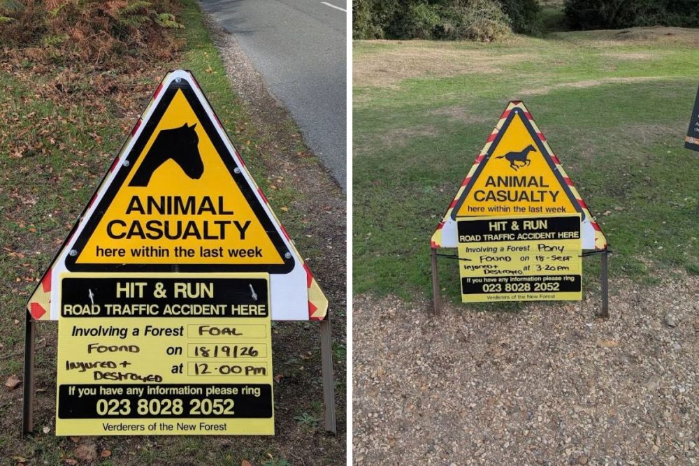 Two New Forest ponies had to be destroyed in one day after hit-and-run collisions. Picture: New Forest Roads Awareness