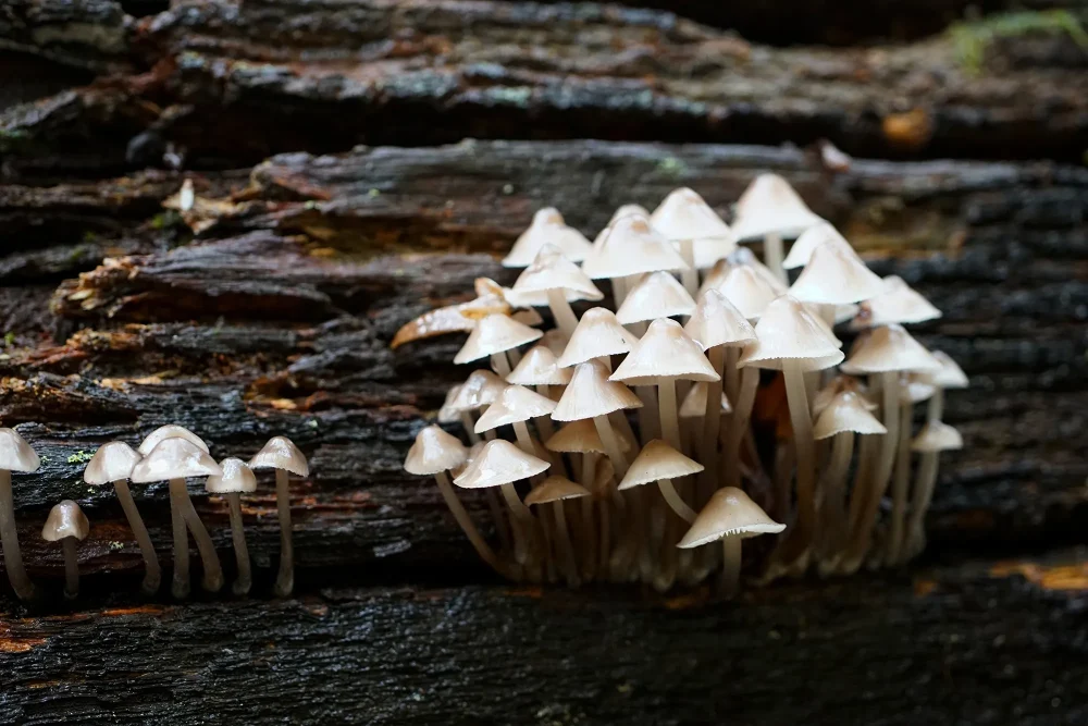 Fungi will be on the menu at the talk in Salisbury next week. Picture: J Henning/Pixabay