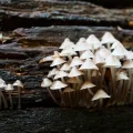Fungi will be on the menu at the talk in Salisbury next week. Picture: J Henning/Pixabay