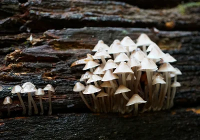Fungi will be on the menu at the talk in Salisbury next week. Picture: J Henning/Pixabay