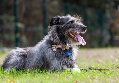 Jelly is looking for a new home after a difficult start in life. Pictures: Ashley Heath Animal Centre